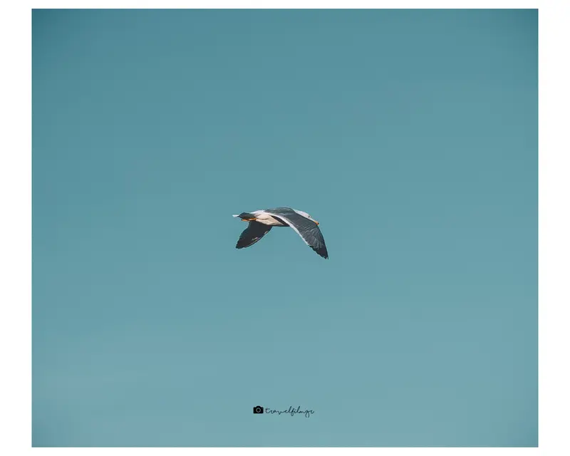 In Flight
